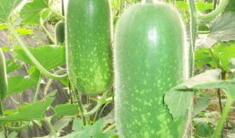 网红大瓜下载 52爆料吃瓜网,52爆料吃瓜网独家爆料，带你领略娱乐圈风云变幻